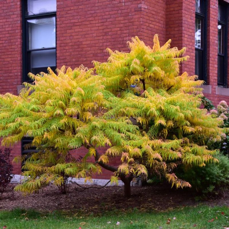 Tiger Eyes Sumac (Rhus typhina ‘Tigereye’)