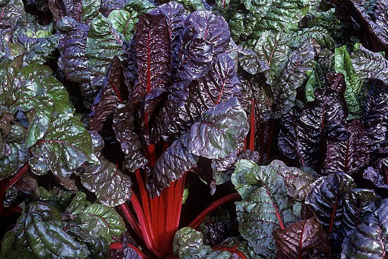Purple Swiss Chard