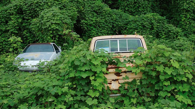 Kudzu (Pueraria montana)