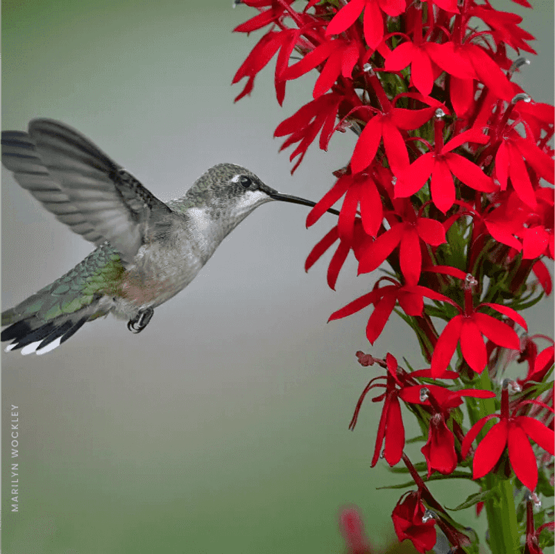 Cardinal Flower (Lobelia cardinalis)