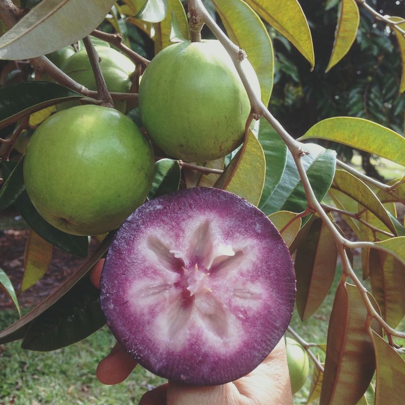 Purple Star Apple