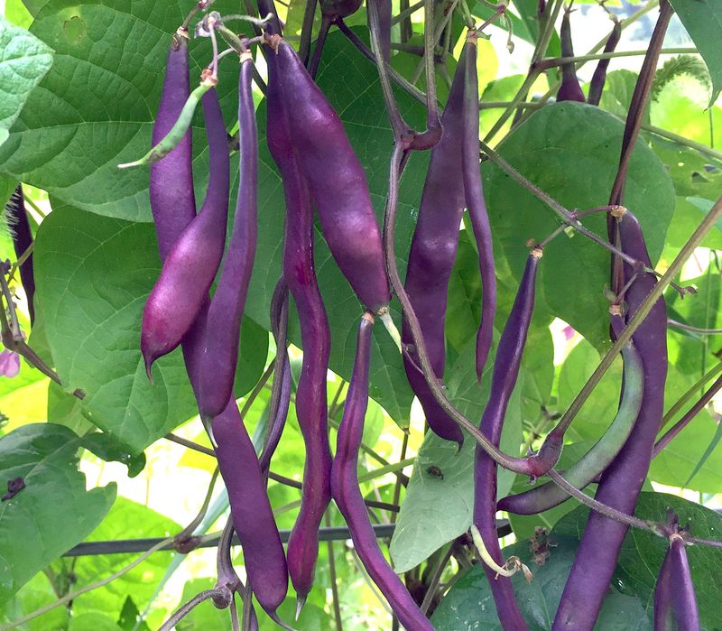 Purple Beans