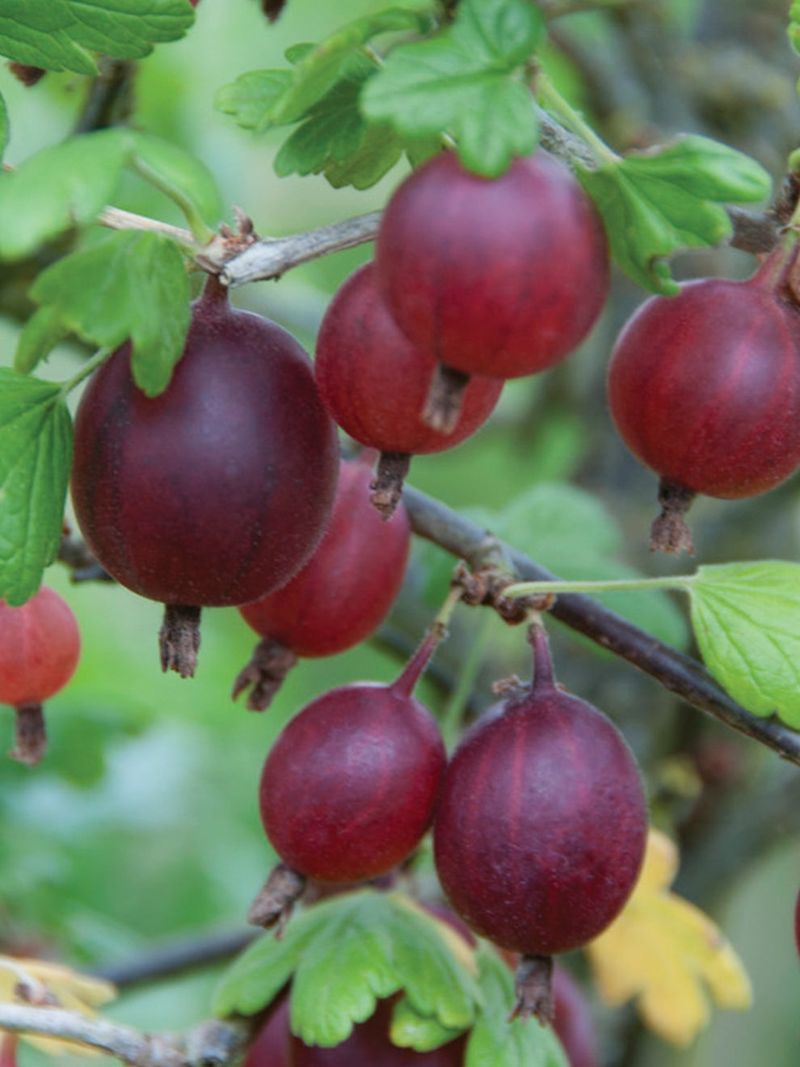 Purple Gooseberry