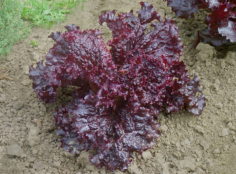 Purple Lettuce