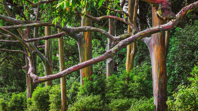 Rainbow Eucalyptus