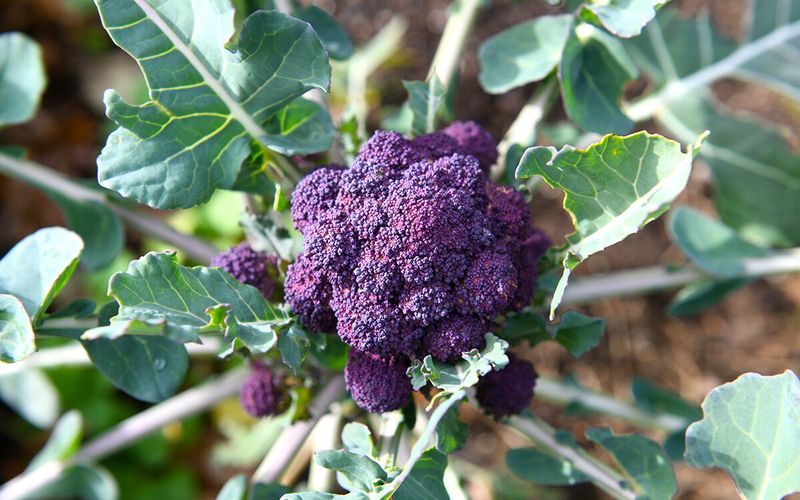 Purple Broccoli