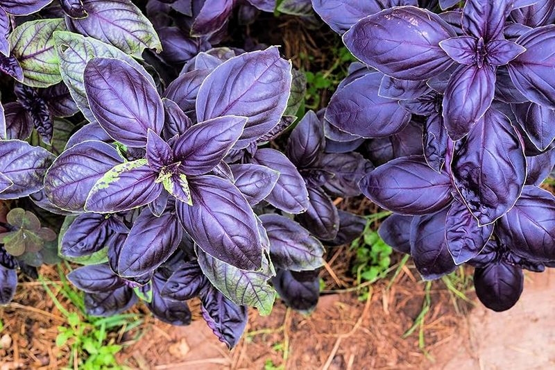 Purple Basil
