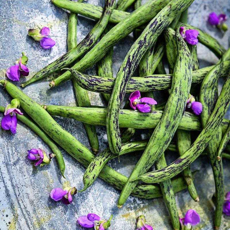 Rattlesnake Pole Beans