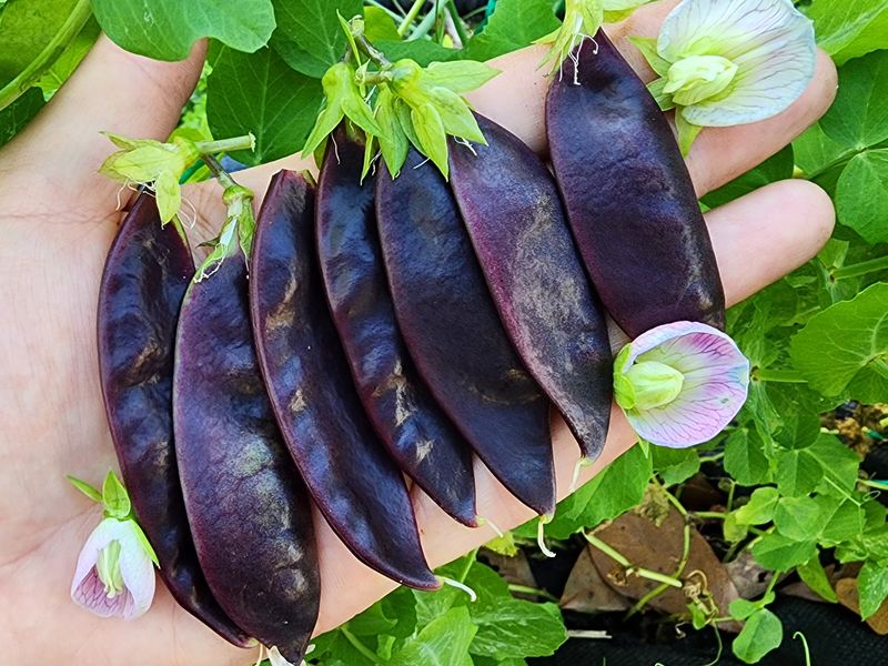 Purple Peas