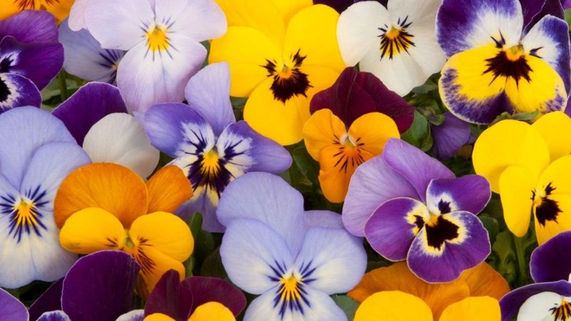 Select Vibrant Varieties