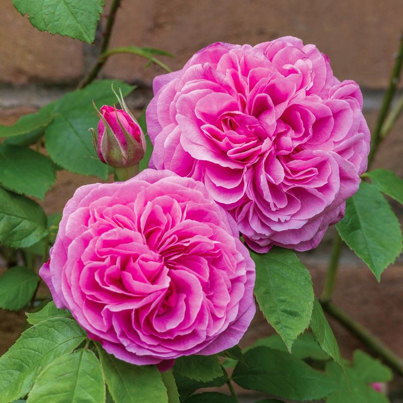 Gertrude Jekyll Rose