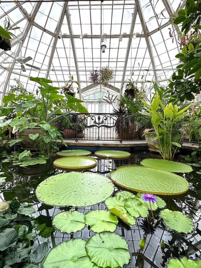 Giant Water Lily