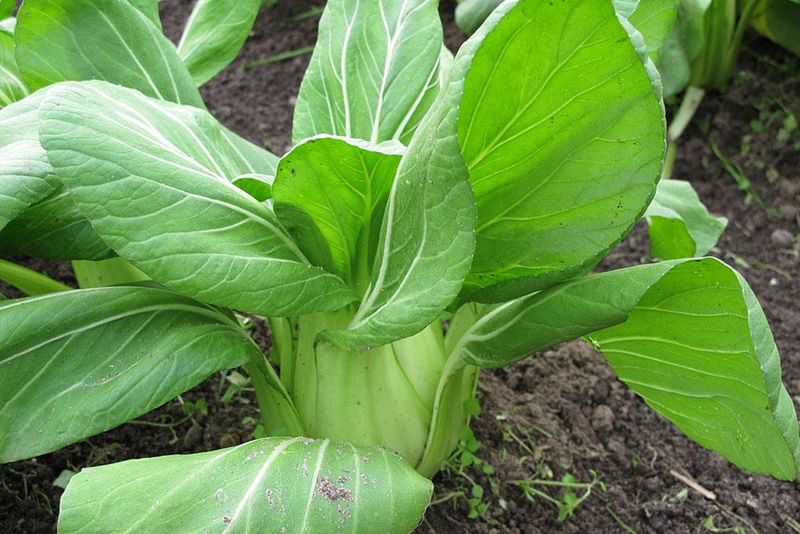 Pak Choi – 4 per square (space 6″ apart)