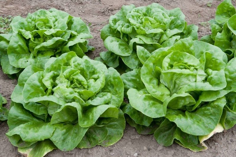 Lettuce (Heat-Tolerant Varieties) – Try ‘Buttercrunch’ or ‘Romaine’.