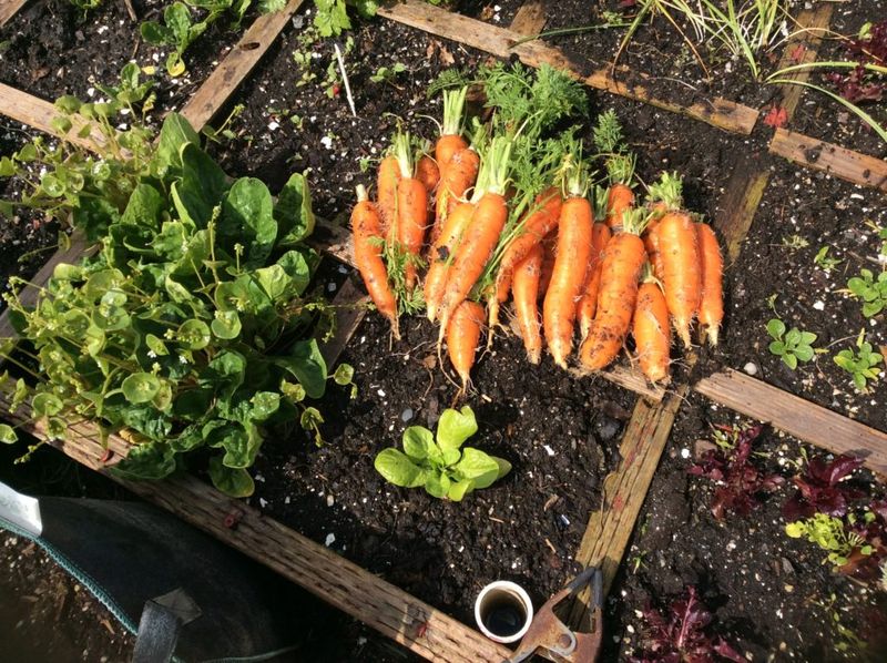 Carrots – 16 per square (spaced 3″ apart)