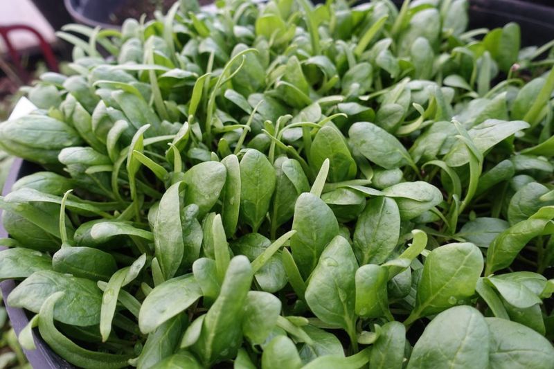 Baby Spinach – The Leafy Lightning (30-40 Days)