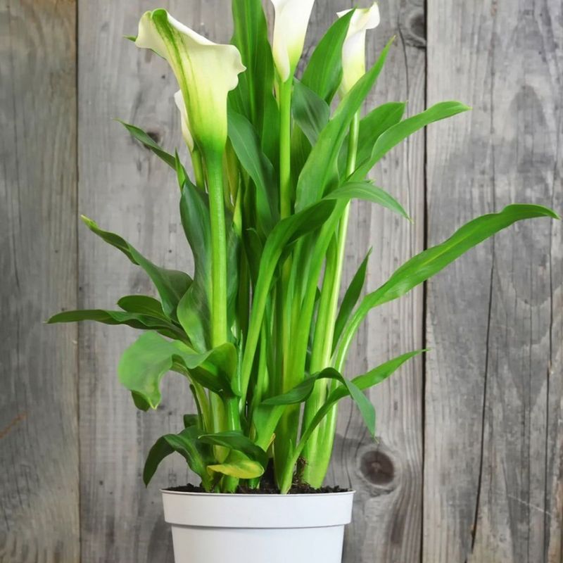Calla Lily (Zantedeschia aethiopica)