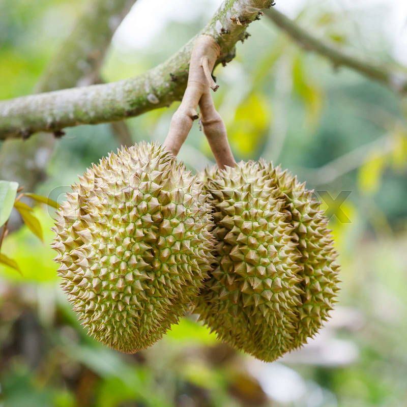 Durian Tree