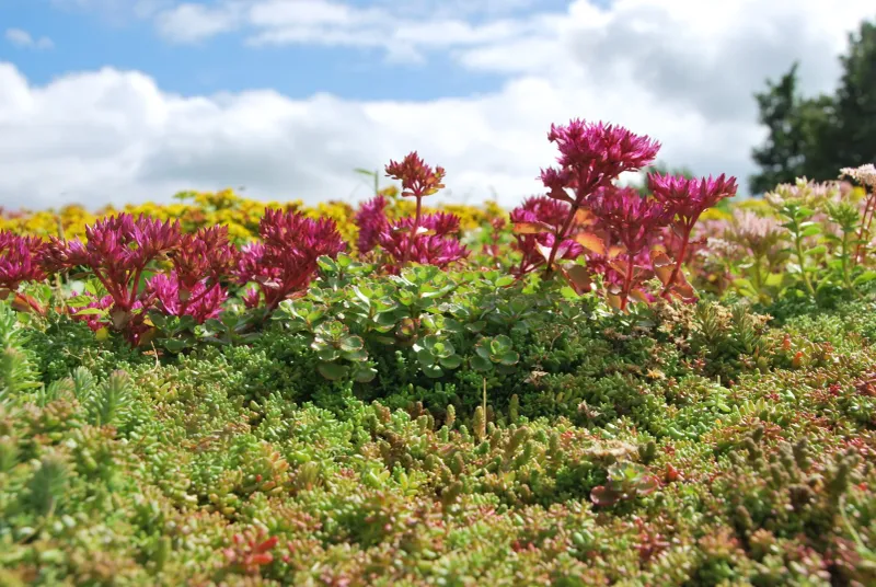 Green Roofs