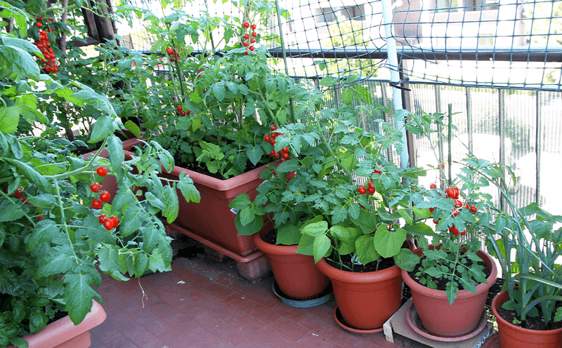 Container Vegetable Garden