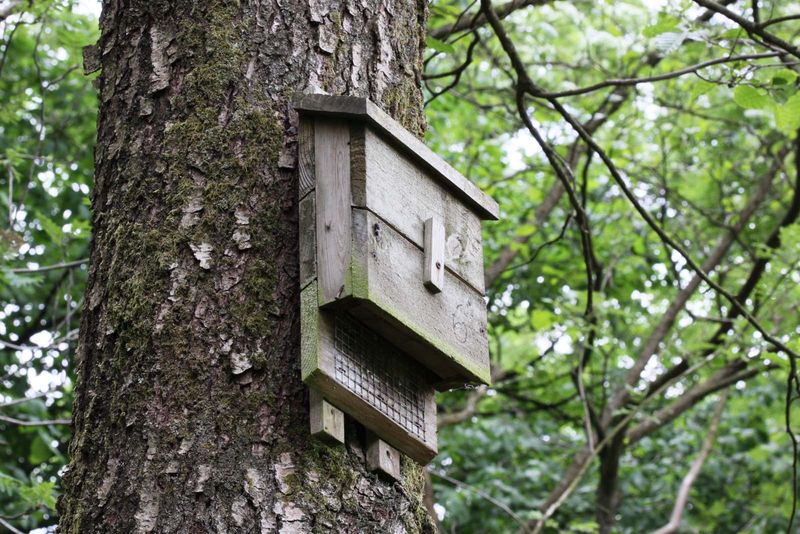 Bat Houses