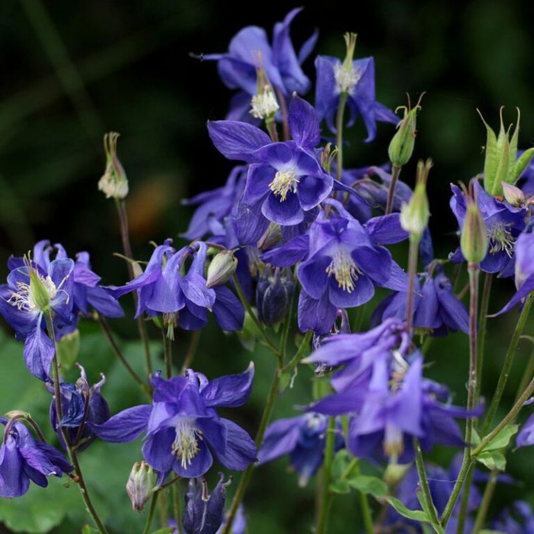20 Alpine Flowers That Create A Mountain Garden Vibe - Complete Gardening