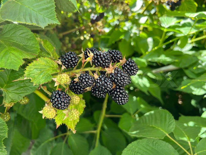 Blackberries