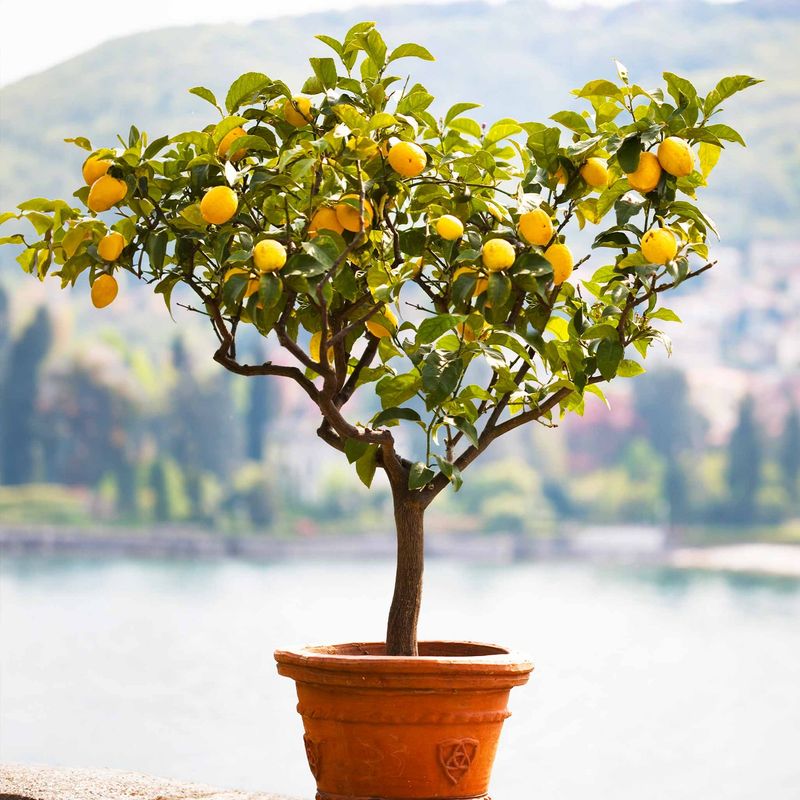 Dwarf Citrus (Lemons/Limes – 1-2 Years)