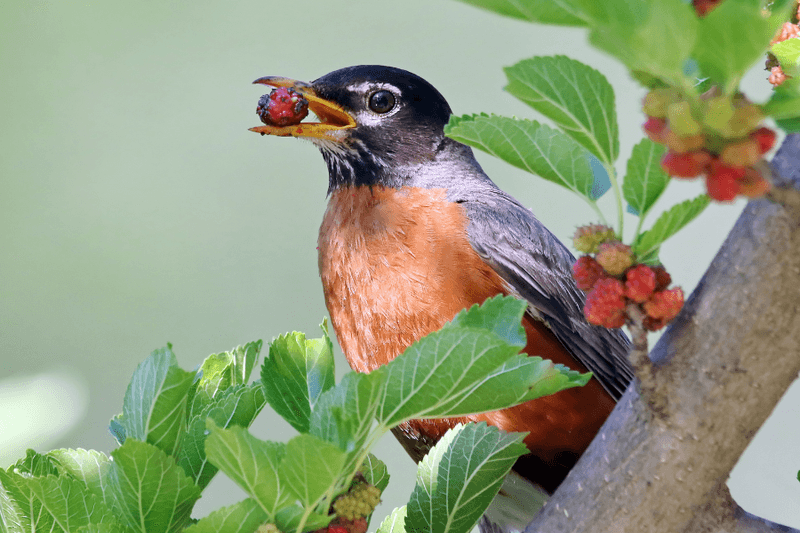 American Robins