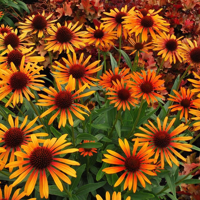 Flame Thrower Coneflower