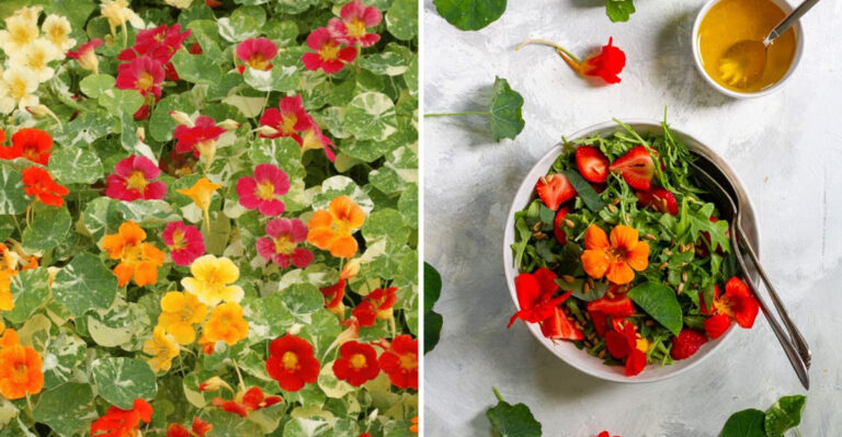 Reasons Why You Should Grow Nasturtiums And How To Use This Plant