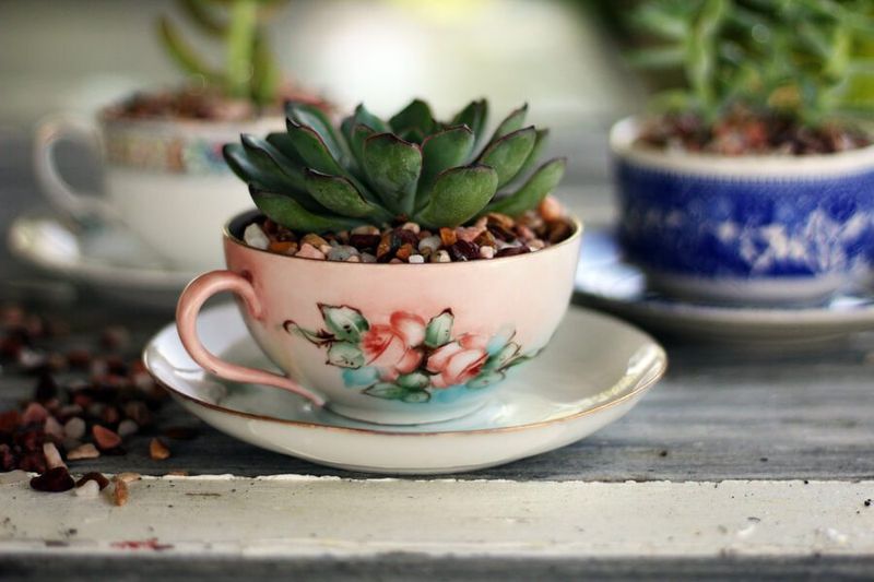 Teacup Succulent Planters