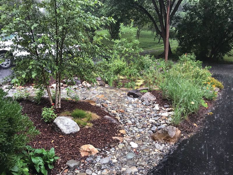 Rain Garden