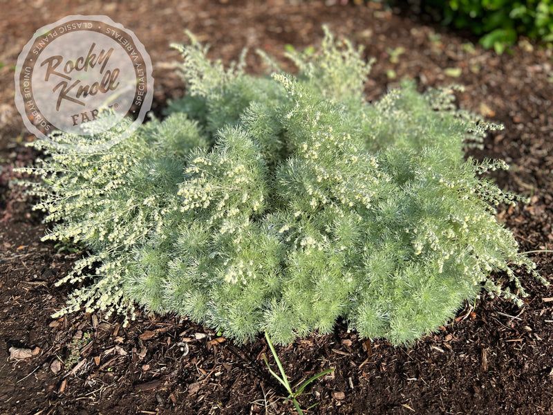 Artemisia (Wormwood)