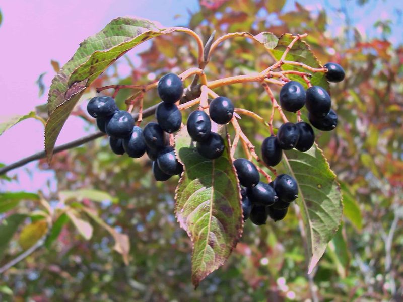 Nannyberry (Viburnum lentago)
