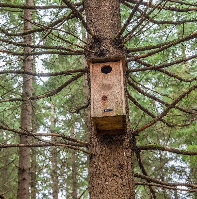 Install Nesting Boxes