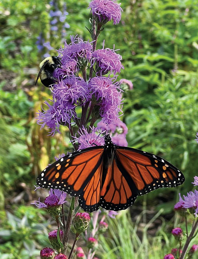 Supports Monarchs and Other Migrating Insects