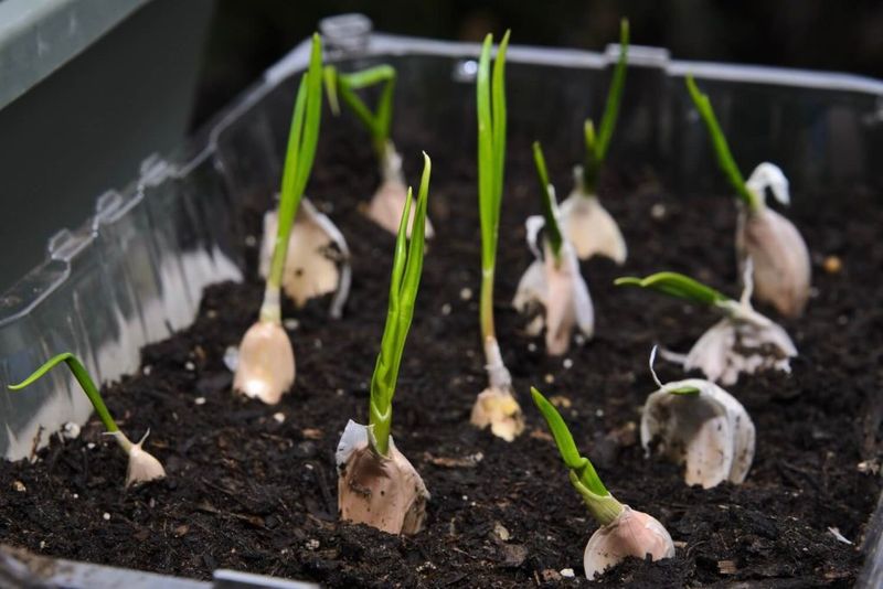 Sprouting Garlic Cloves