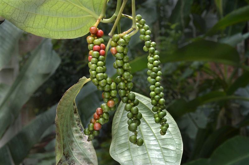 Harvesting Peppercorns