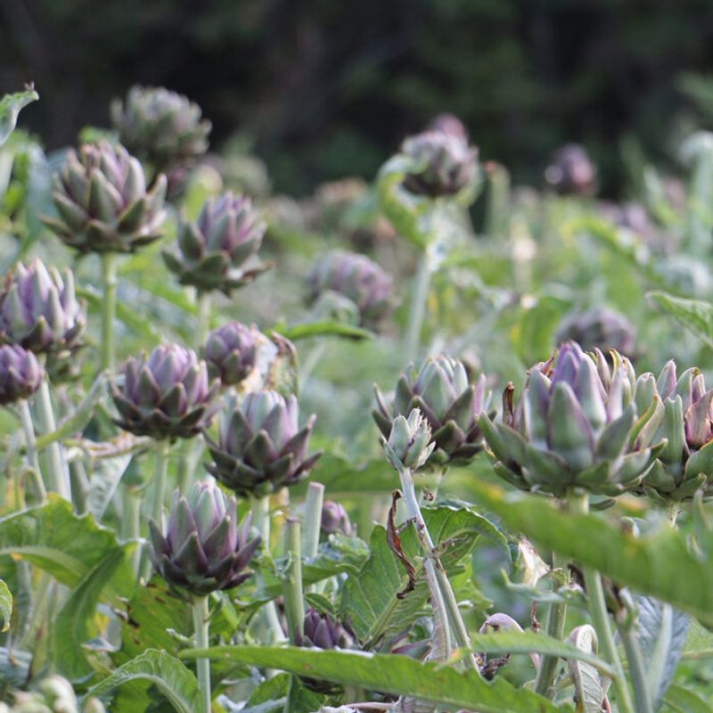 Anchored Artichokes