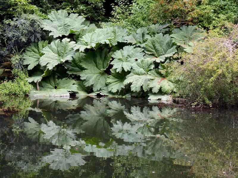 Gunnera
