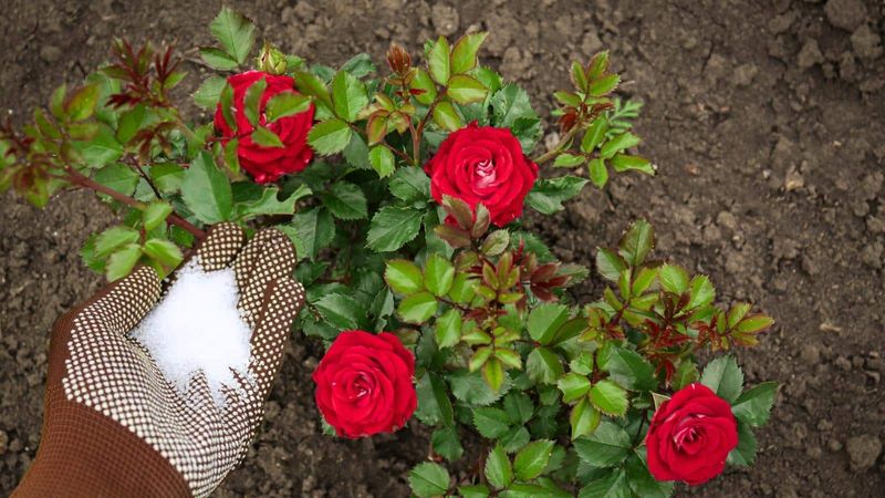 Enhancing Rose Blooms