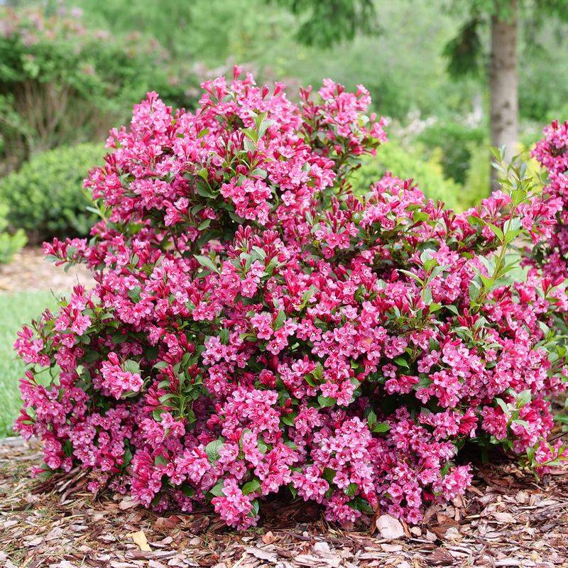 Weigela