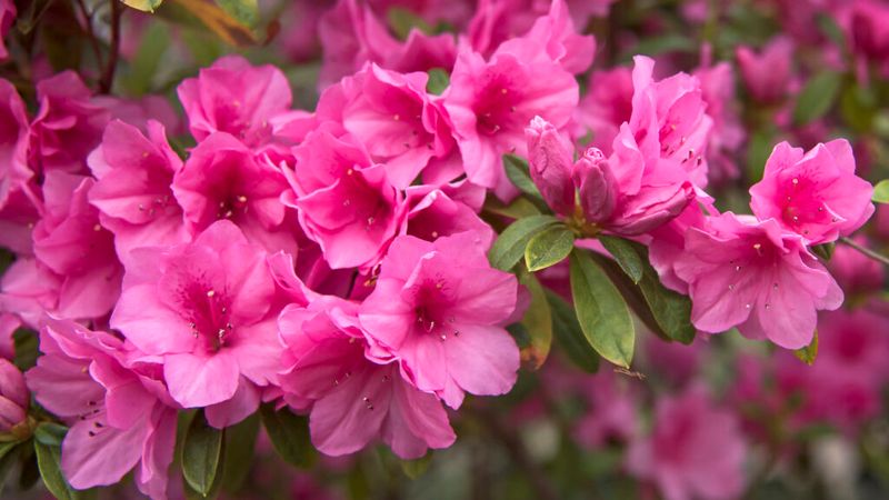 Azaleas