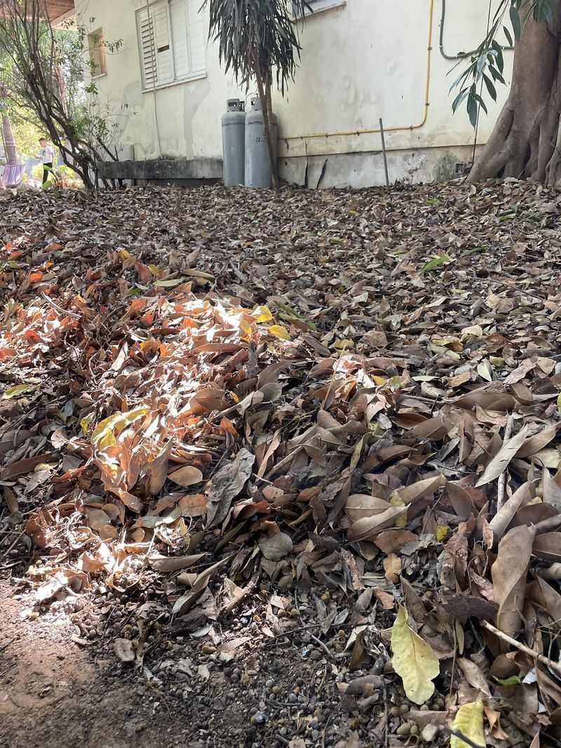 Whole Leaves (Unshredded)