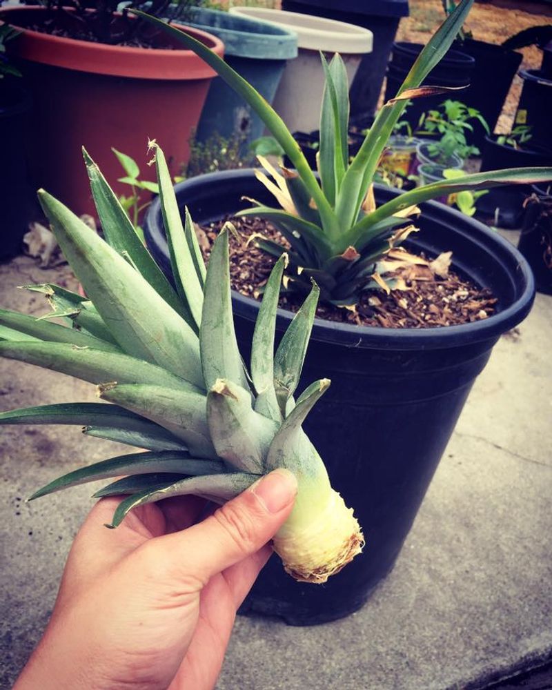 Pineapple Top Planting