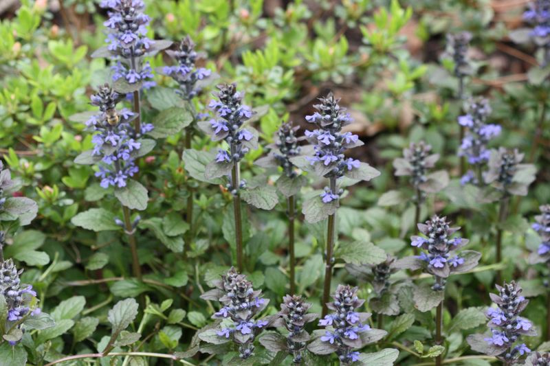 Ajuga