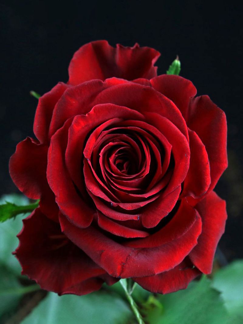 Red Rose
