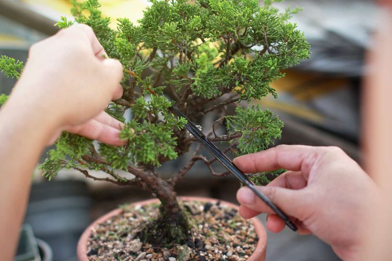 Bonsai Creations