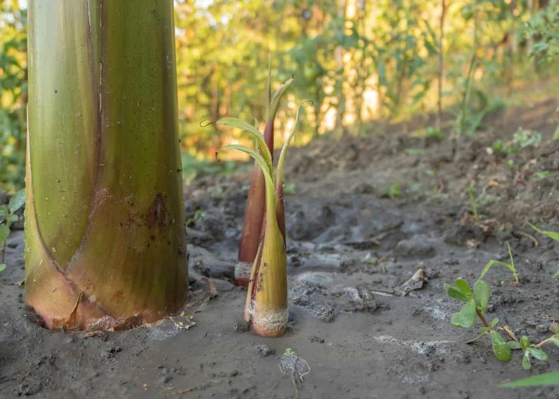 Suckers and Offshoots